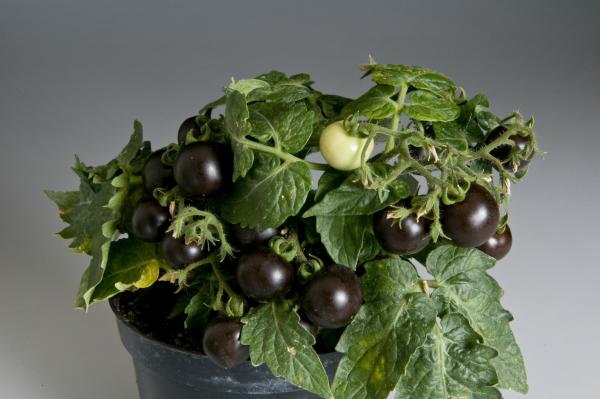 purple tomatoes high in anthocyanins